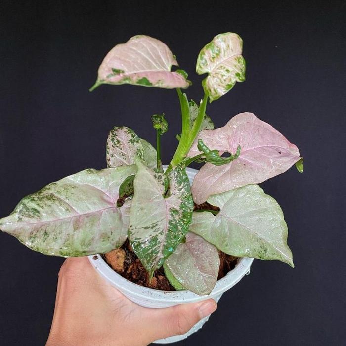 Syngonium Pink Spot Marble Singonium Tanaman Syngonium Anakan Tanaman Hias Indoor Tanaman Bibit Syng