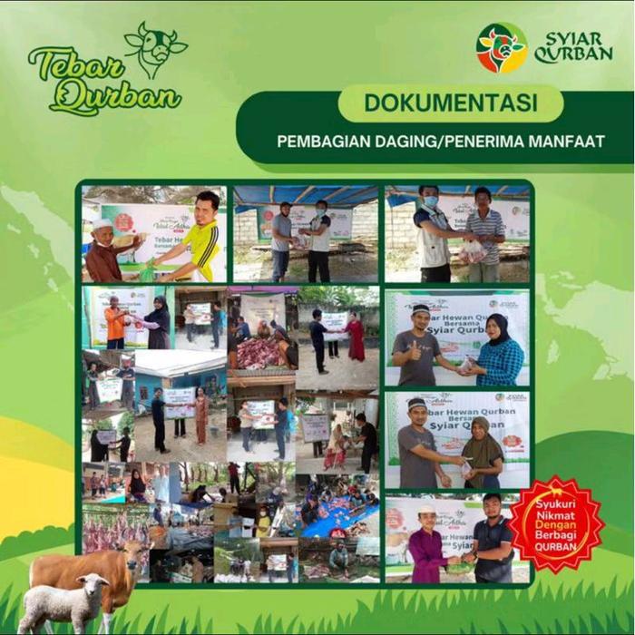 Domba Kambing Tebar Qurban murah +20kg
