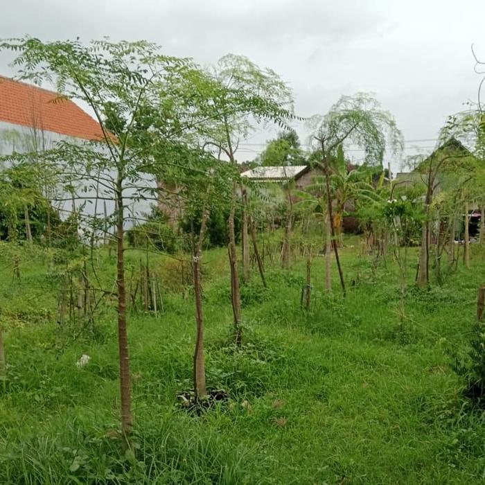 Tanaman Kelor Afrika ORI/ Moringa Afrika/ Kelor Etiopia