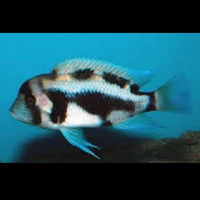 Black Widow BW Small Frontosa Cichlid African