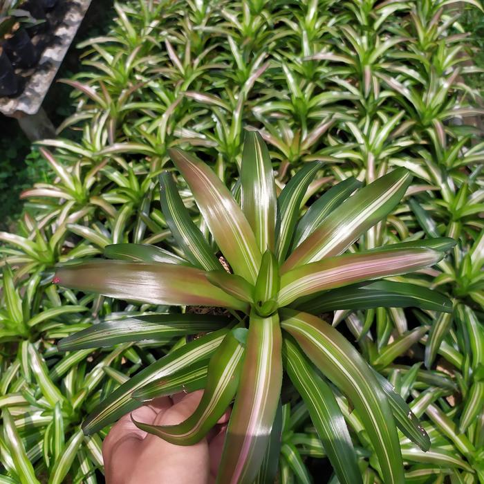 bromelia mini