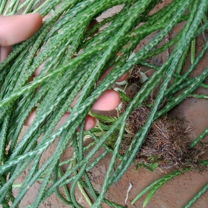 kumpai ekor tikus panjang