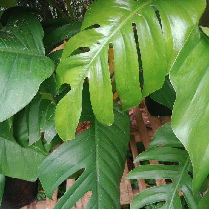 monstera ekor naga