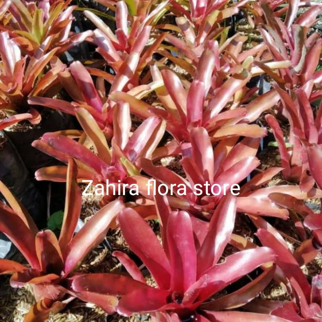 bromelia merah
