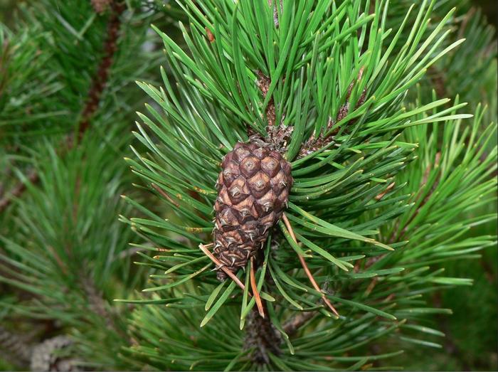 Alpha PInene