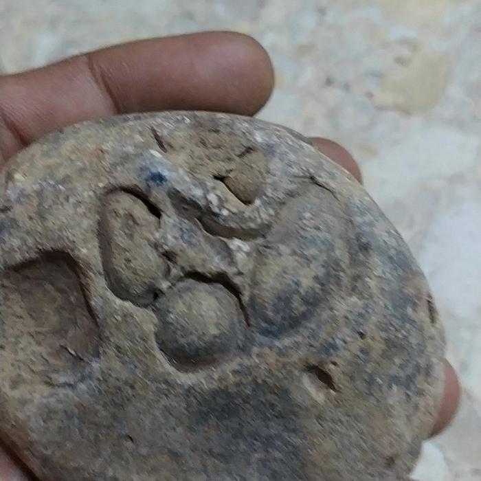 batu fosil kijing bungkam unik