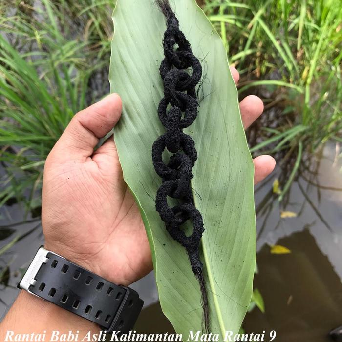 Rantai Babi Asli dari Kalimantan Ukuran Besar Mata 9