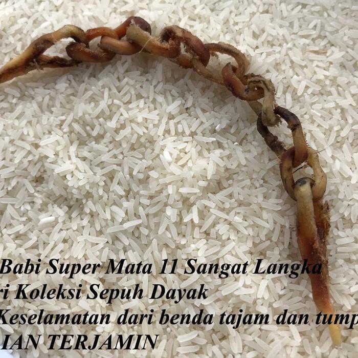 Rantaii Babii Raja Super Langka Mata Rantai 11