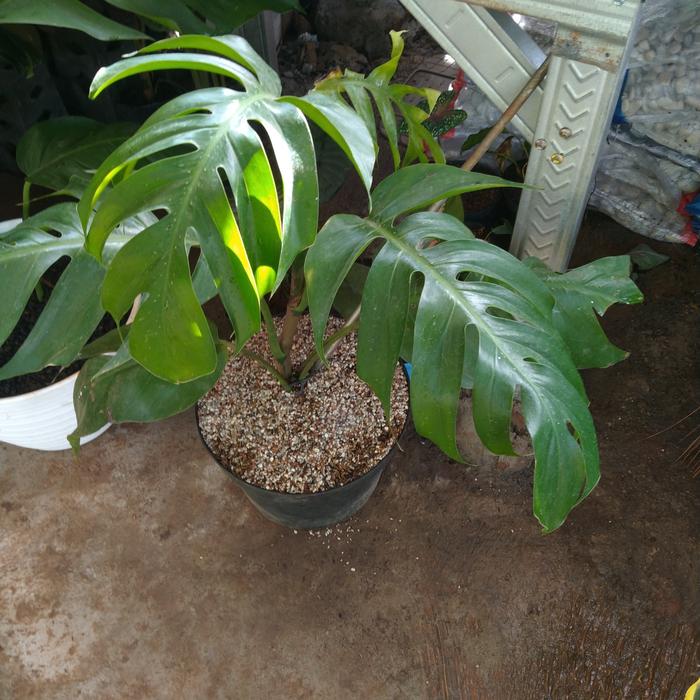 monstera ekor naga