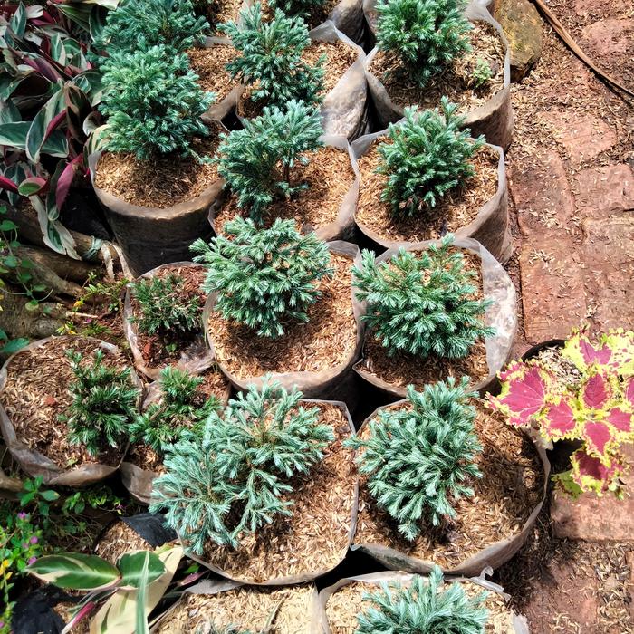 Cemara perak mini