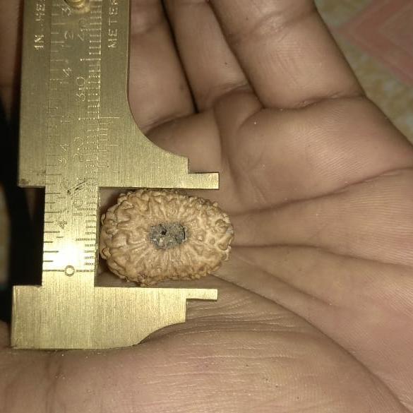 18 mukhi rudraksha