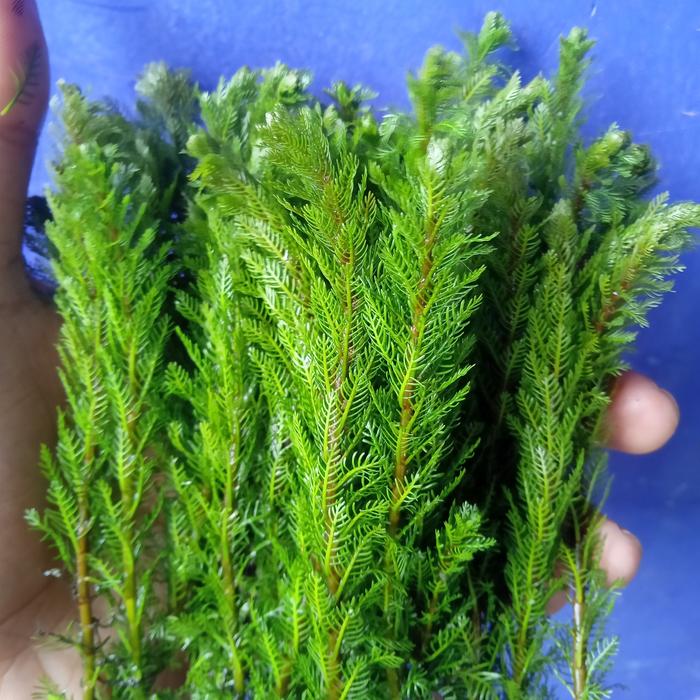 myropolum mattogrossense tanaman Aquascape
