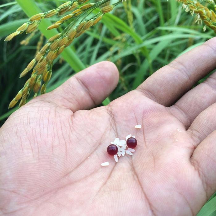 Batu Mustika Lipan Merah darah sangat langka Sepasang