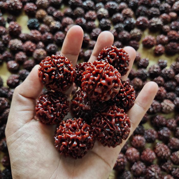 Jenitri mukhi 6 7 8 9 rudraksha 1kg