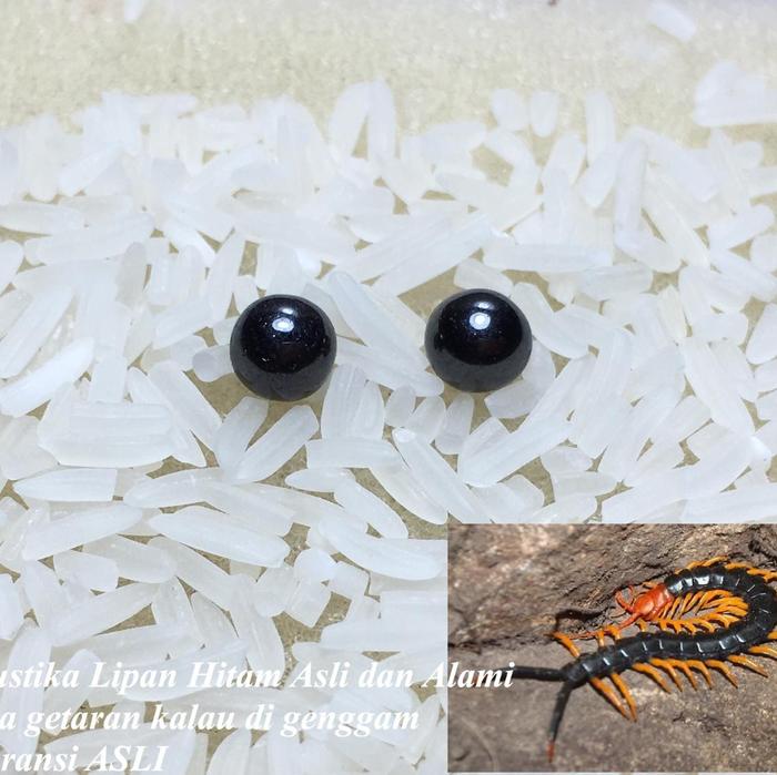 Batu Mustika Lipan Hitam Sepasang Asli Alami