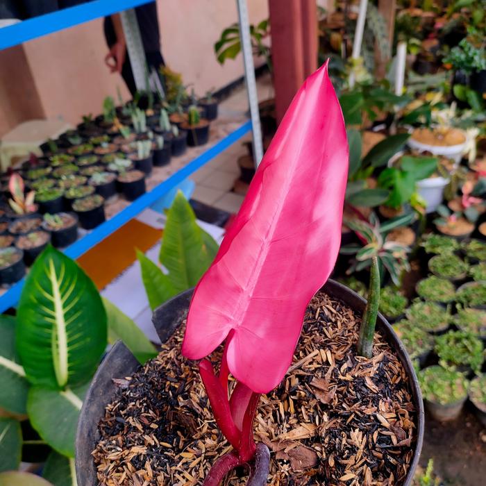 Philo pink camerun / Philodenron pink / Philo black camerun