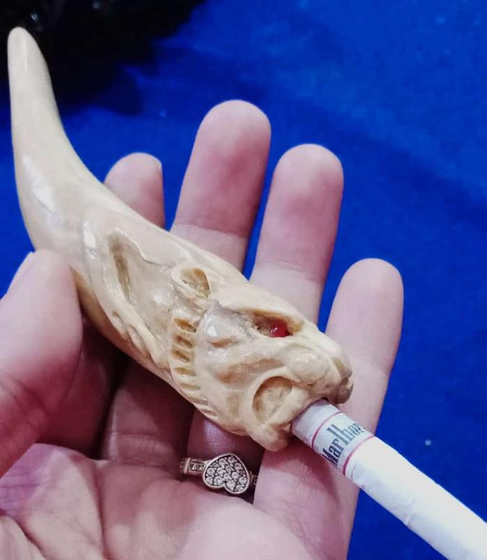 Pipa once akar bahar putih ukir macan
