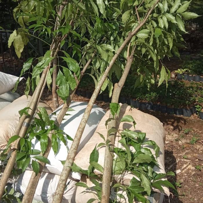Tabebuya ukuran 2meter warna ungu dan kuning