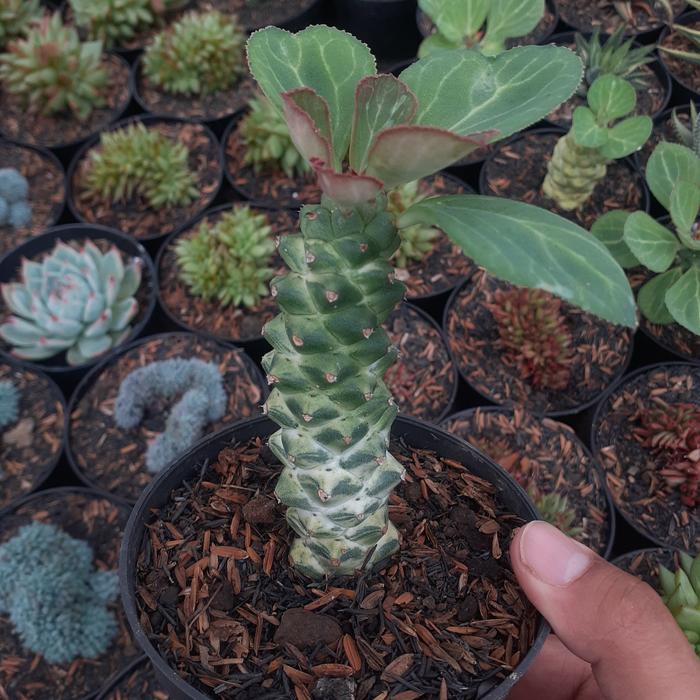 monadenium varigata putih 100