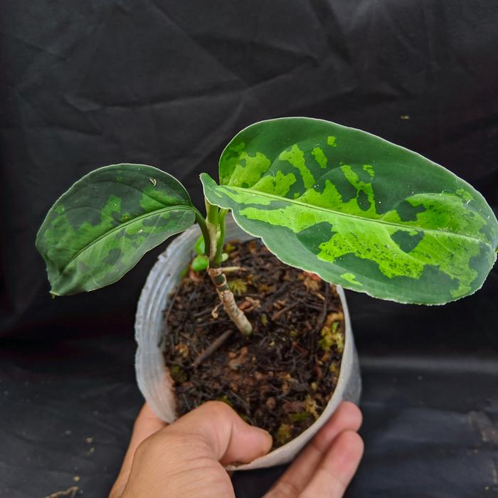 Aglaonema pictum three colour