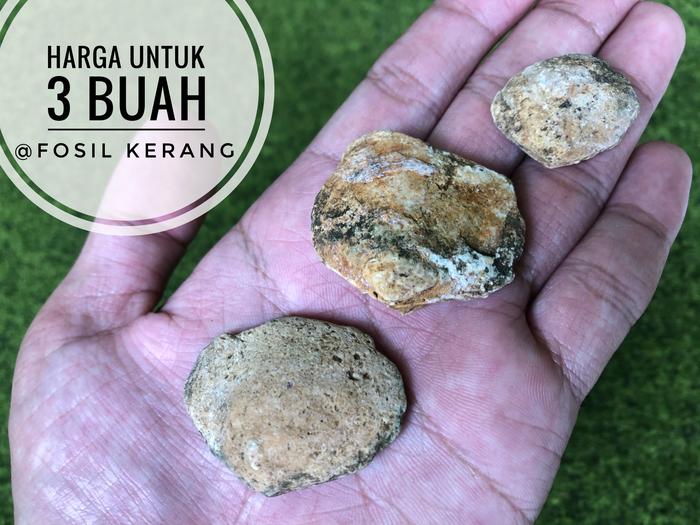 Fosil Kerang B3 atau Fosil Keong atau Fosil Batu atau Fossil Kijing
