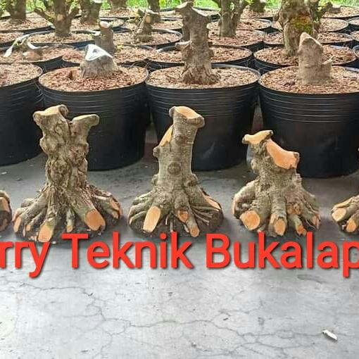Anting Putri Bahan Bonsai ukuran Besar