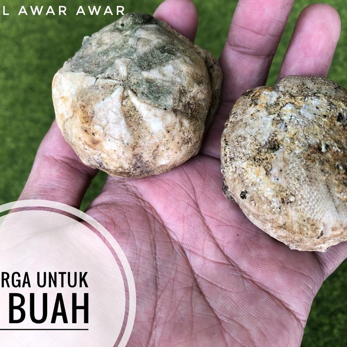Fosil Bintang Laut B6 atau Fosil Awar Awar atau Fosil Kerang