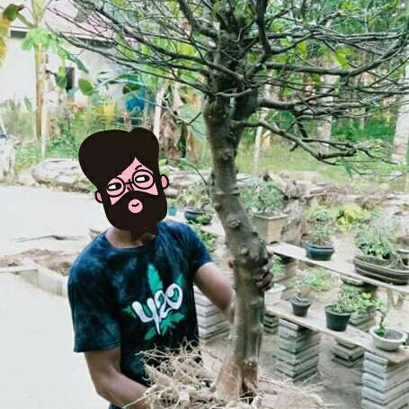 Anting Putri Ukuran Besar Anput Jumbo Anting Putri Bahan Bonsai XXL