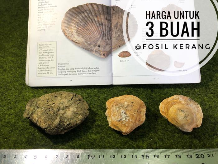 Fosil Kerang B25 atau Fosil Keong atau Fosil Kijing atau Kol Buntet
