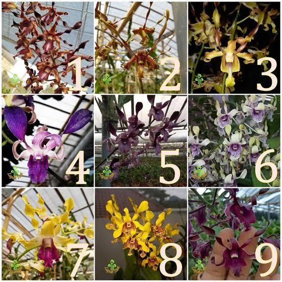 dendro keritingan (import thailand)