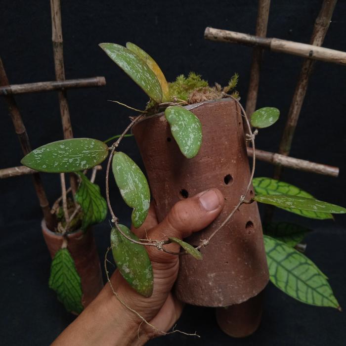 hoya sigilatis