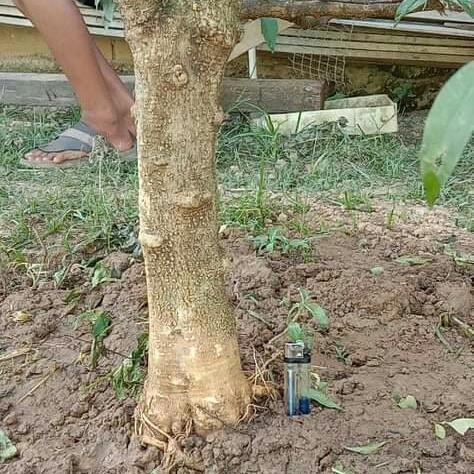 anting putri bahan bonsai besar