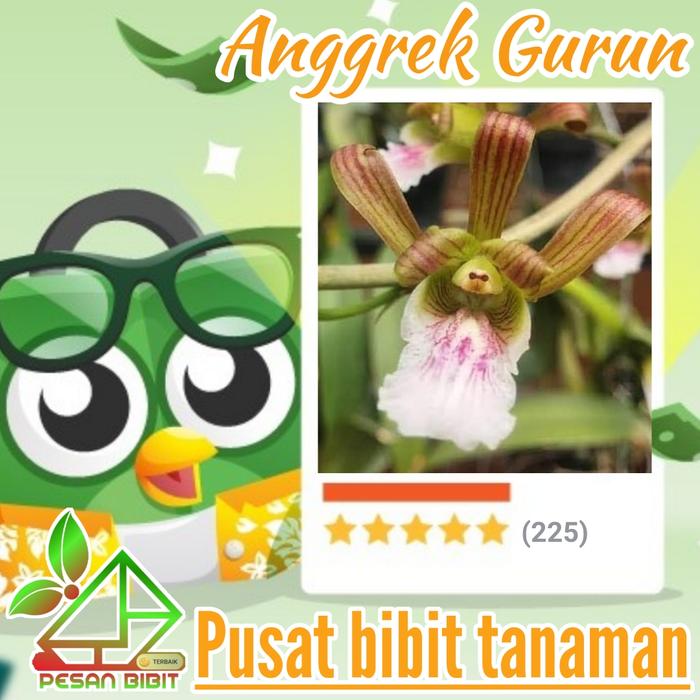 bibit bunga anggrek gurun AGGREK AFRIKA EULOPHIA PETERSII