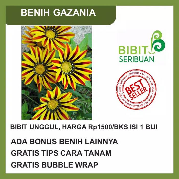 benih bunga gazania lucky flower import berkualitas