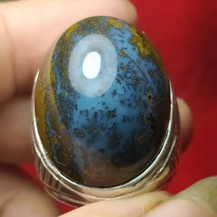 bacan kembang aka bacan elektrik jumbo