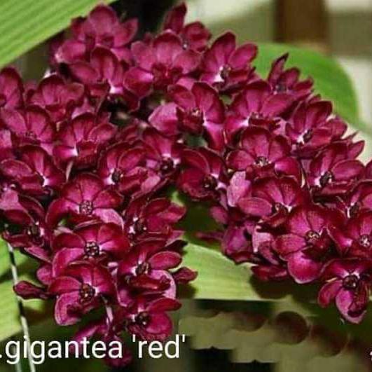 Anggrek Ekor Tupai Import Rhy Gigantea Merah Dewasa