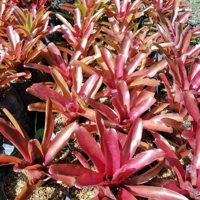 bromelia merah