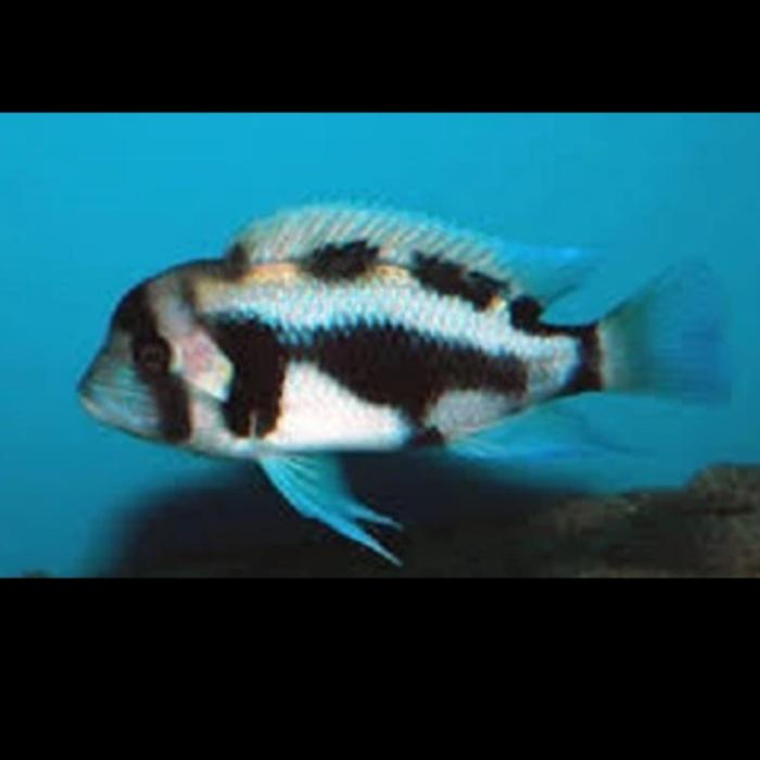 Black Widow BW Frontosa Cichlid African
