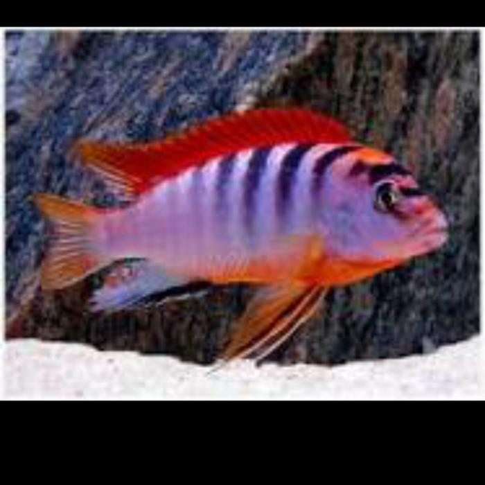 Hongi Red Top Cichlid Super