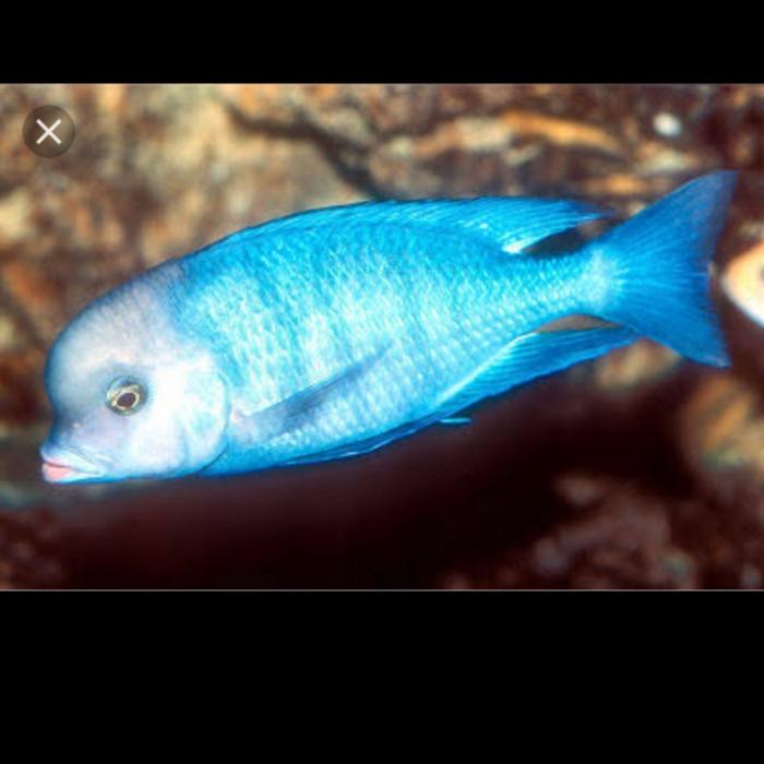 Blue Mori Dolphin Morri Cichlid