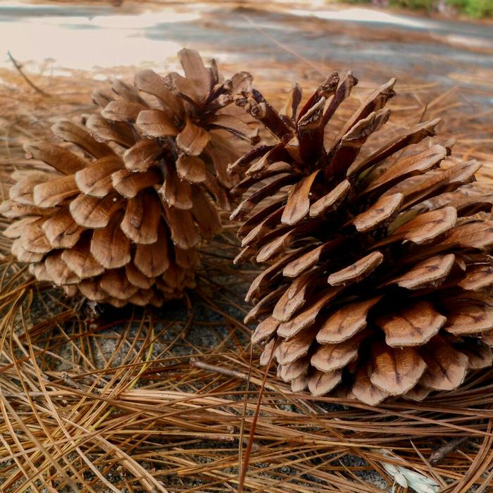 buah pinus kering cone
