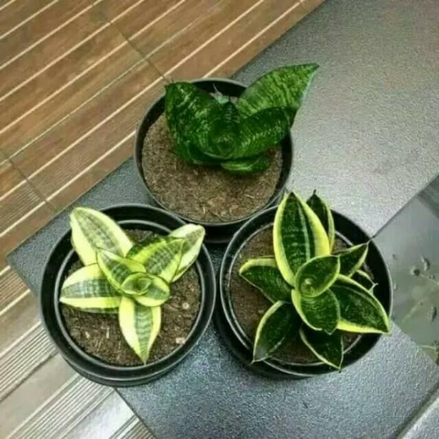 3 paket sansiviera black gold