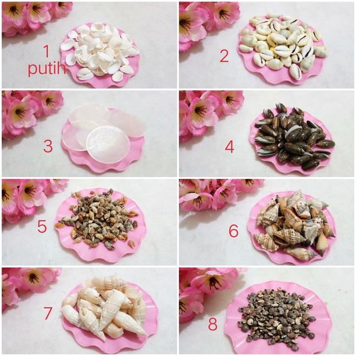 kolase kerang /cangkang kerang