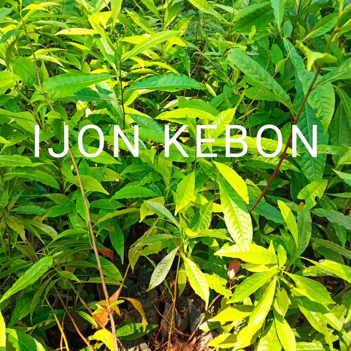 bibit pohon kayu genitri jenitri bahan tasbih