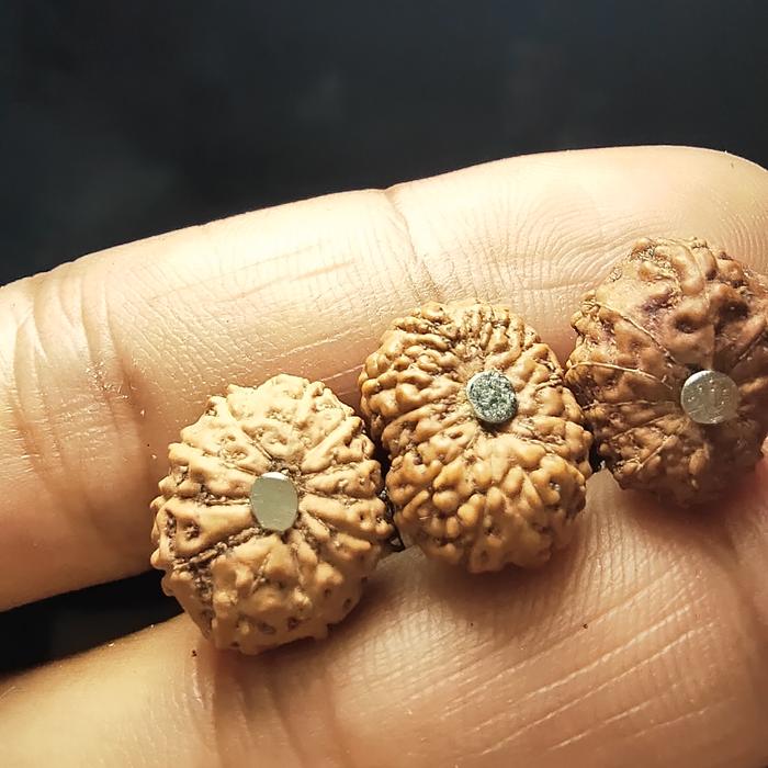 rudraksha jenitri mukhi 12