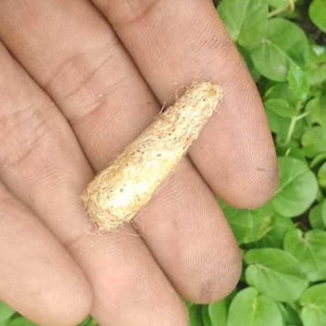 Kepompong Wesi Kuningan Antik