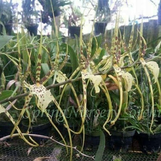 BRASSIA REX "SAKATA" AM/AOS remaja plant Taiwan