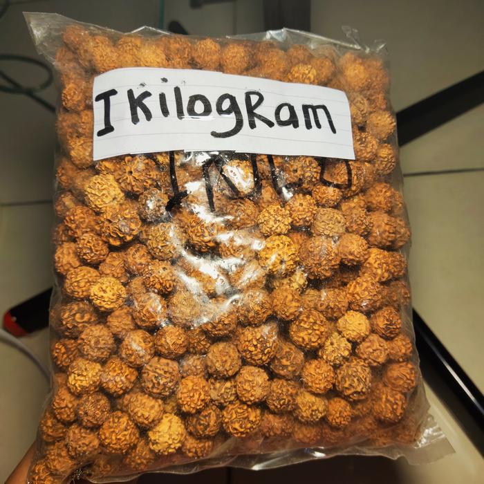 biji jenitri 1 kilo rudraksha original