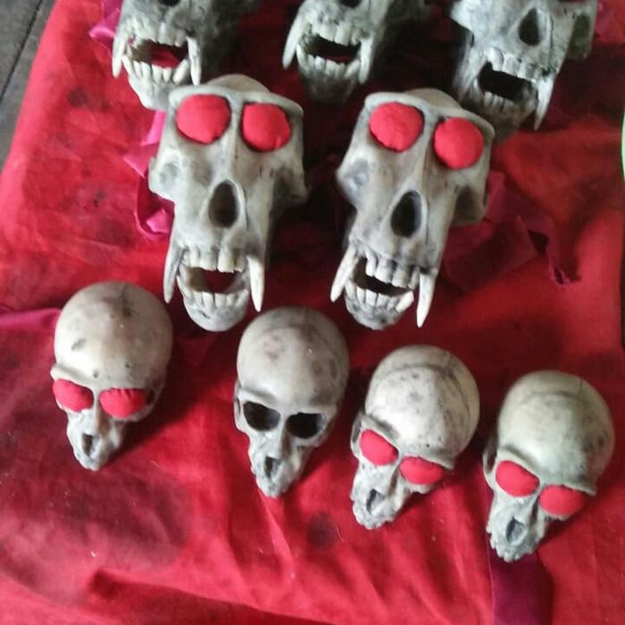 Tengkorak Monyet Buatan/replika
