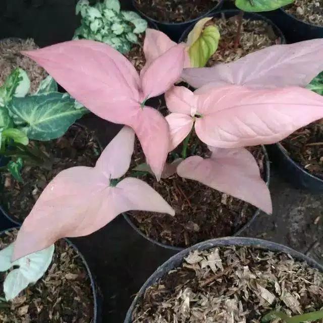 singonium pink